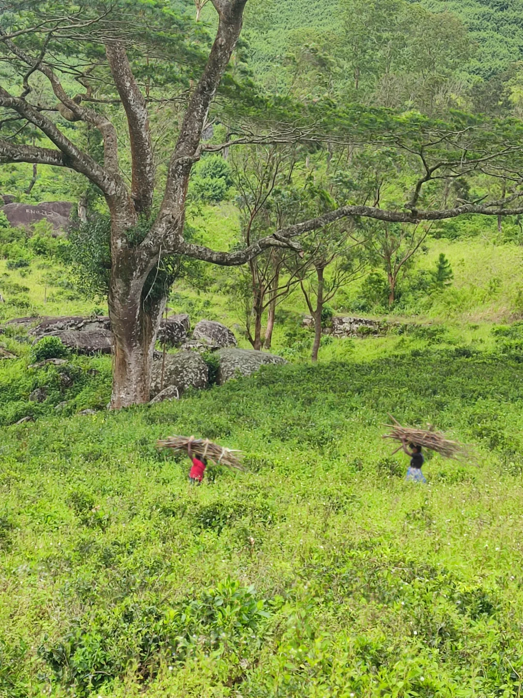 斯里兰卡❗小众宝藏旅行地❗每天100R不到