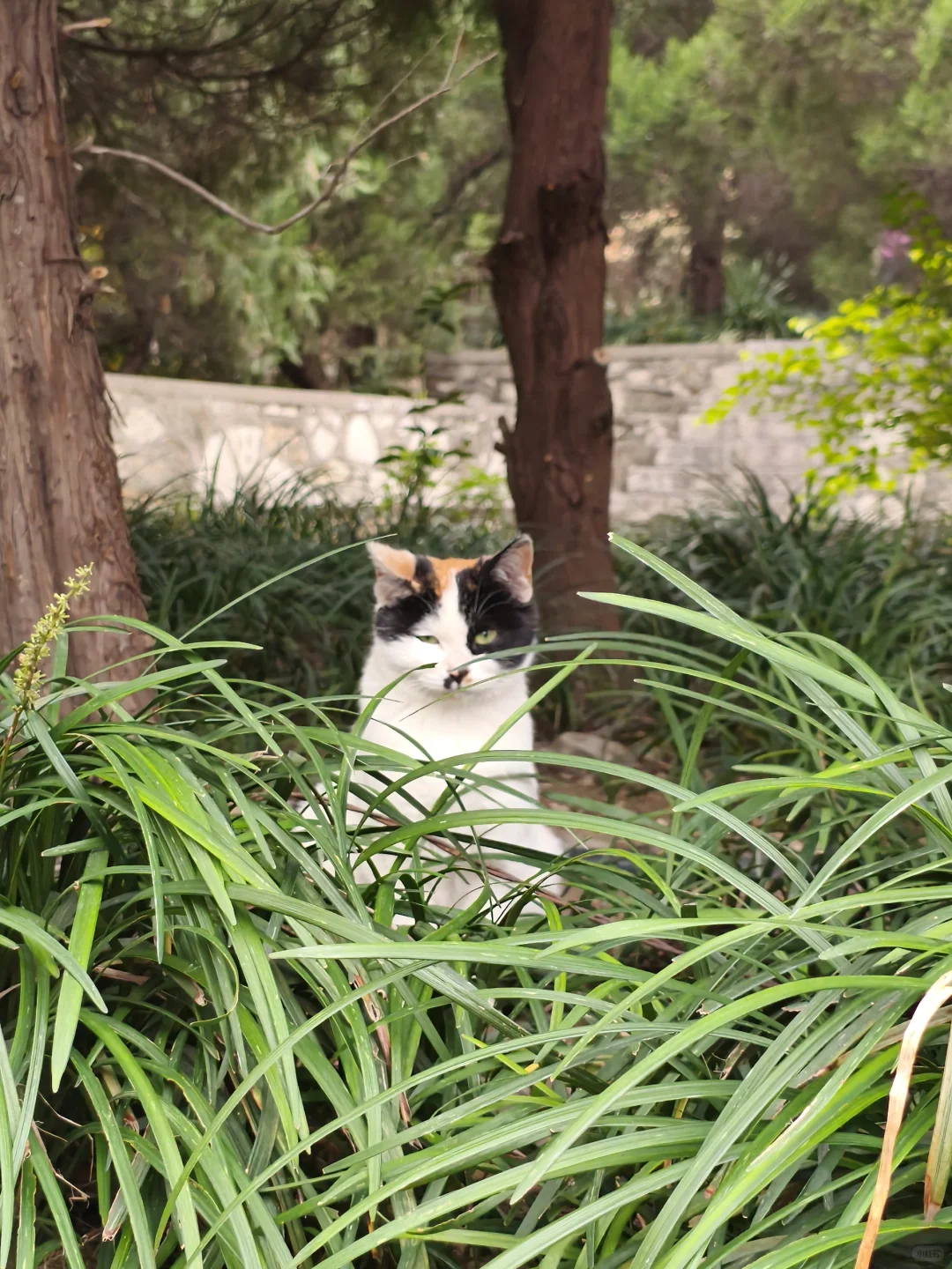 🐱元宝山奇遇 | 可爱咪咪大赏😻