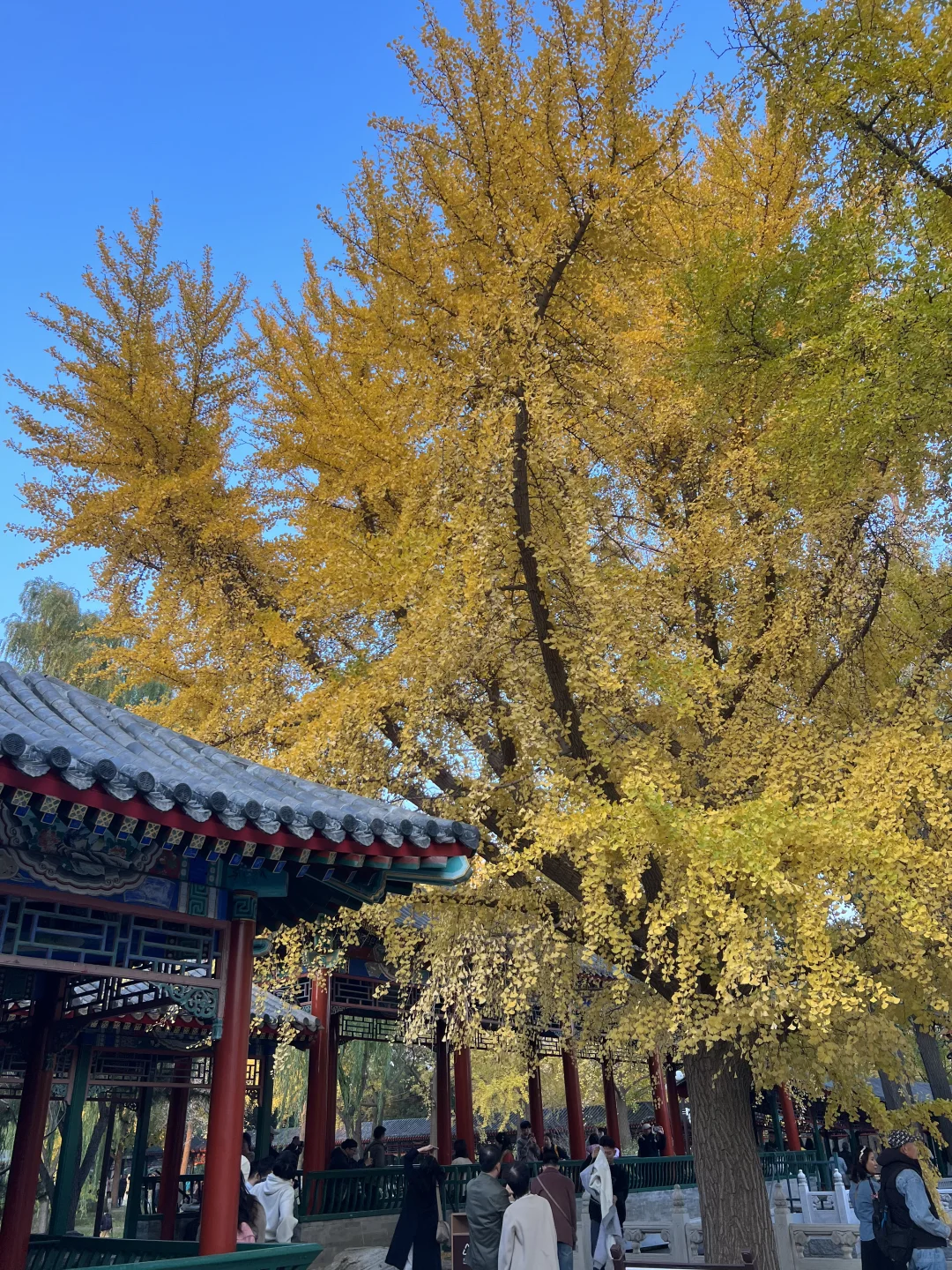 北京开始赏秋啦❗️附3⃣️条胡同赏秋路线🗺️