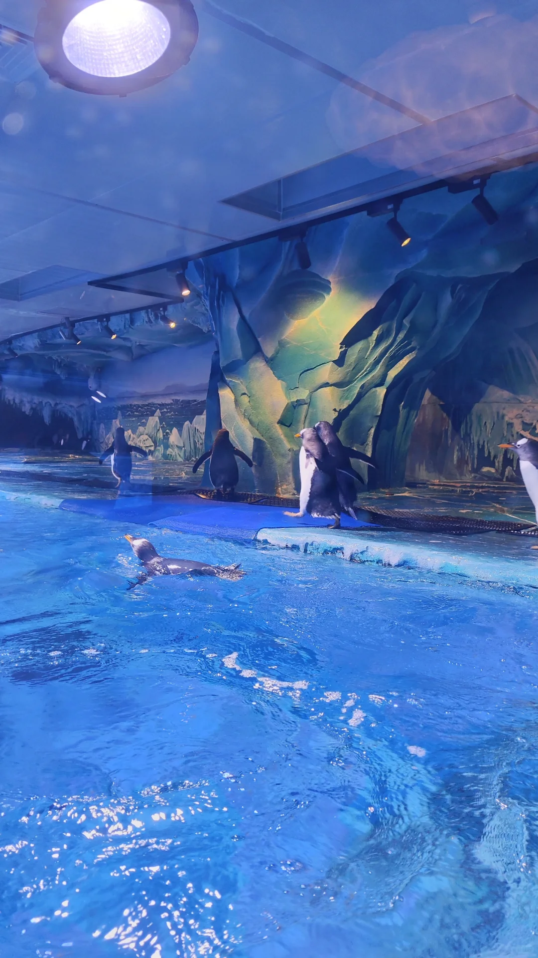 小梅沙海洋世界演出太绝了