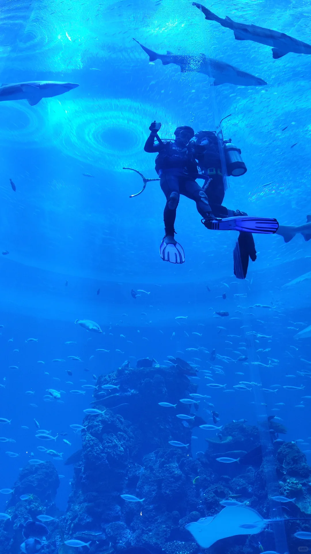 小梅沙海洋世界演出太绝了