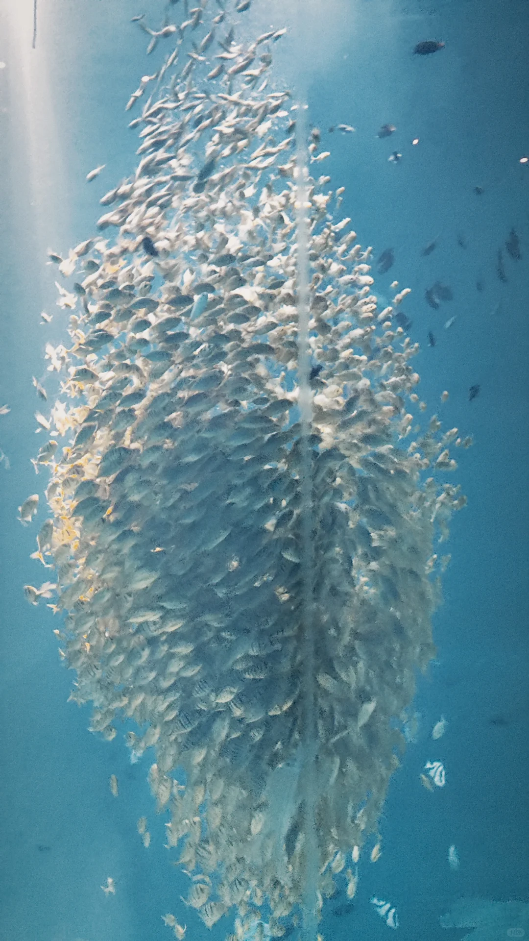 小梅沙海洋世界演出太绝了