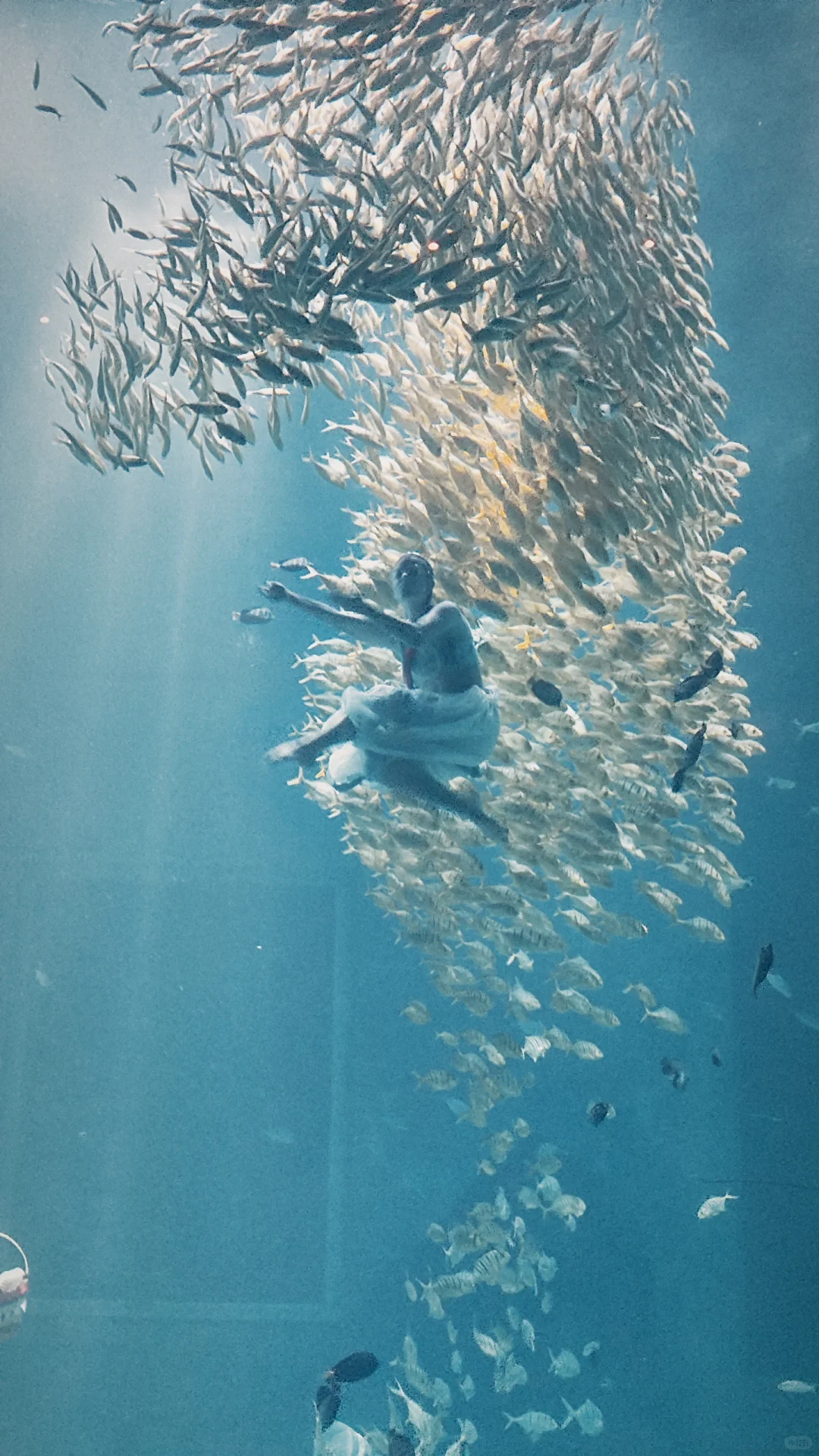 小梅沙海洋世界演出太绝了