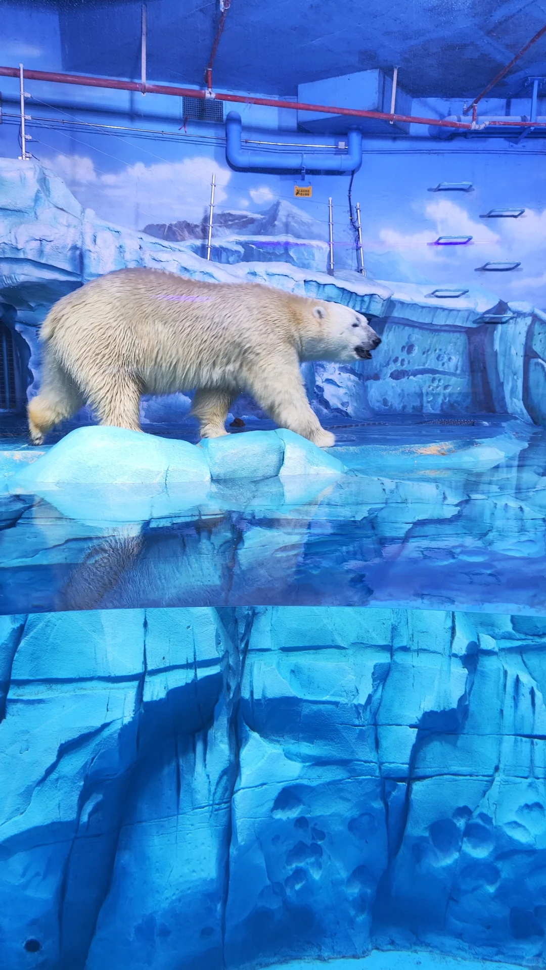 小梅沙海洋世界演出太绝了