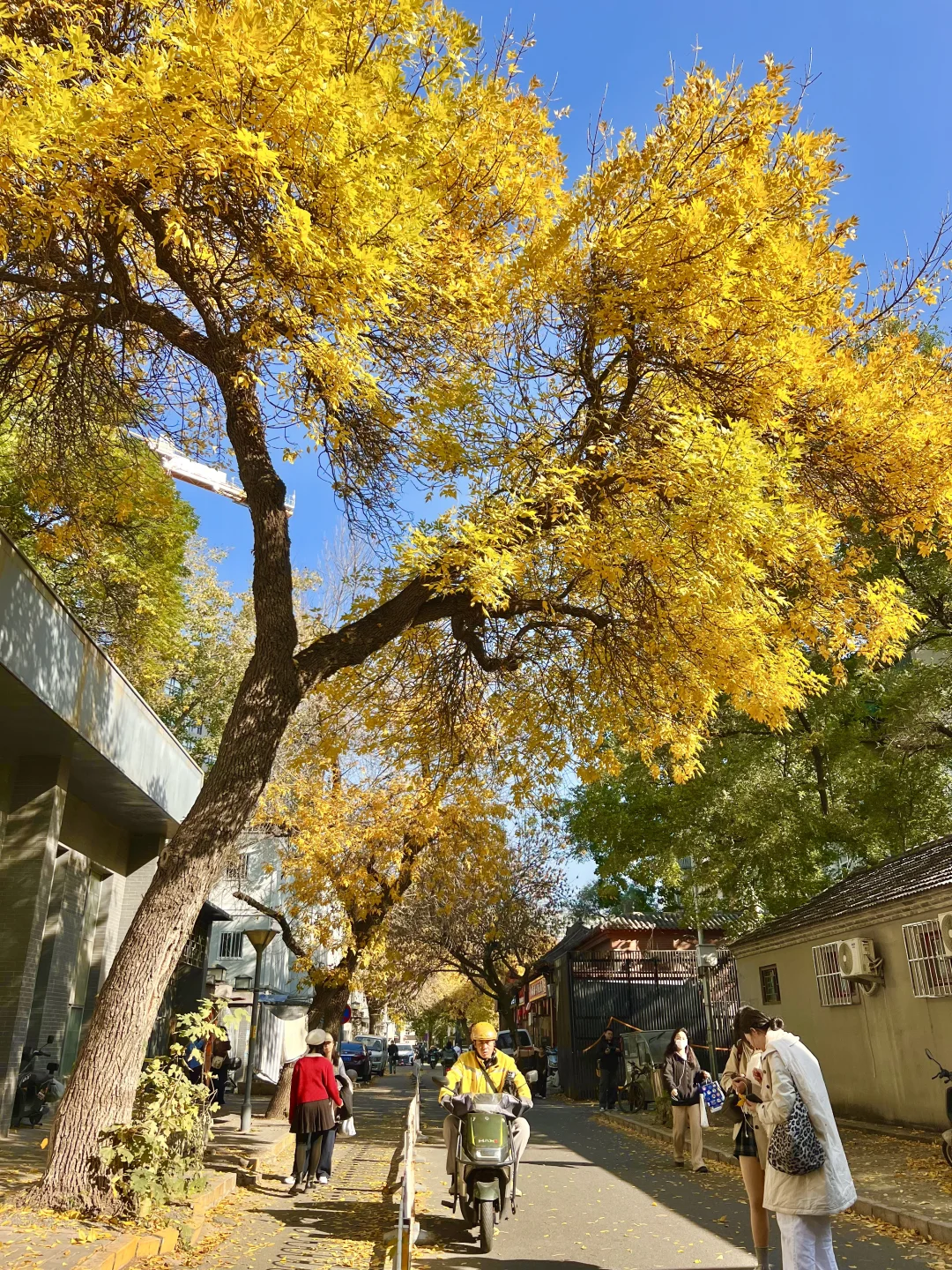 北京开始赏秋啦❗️附3⃣️条胡同赏秋路线🗺️