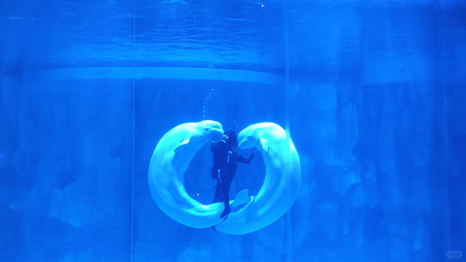 小梅沙海洋世界演出太绝了