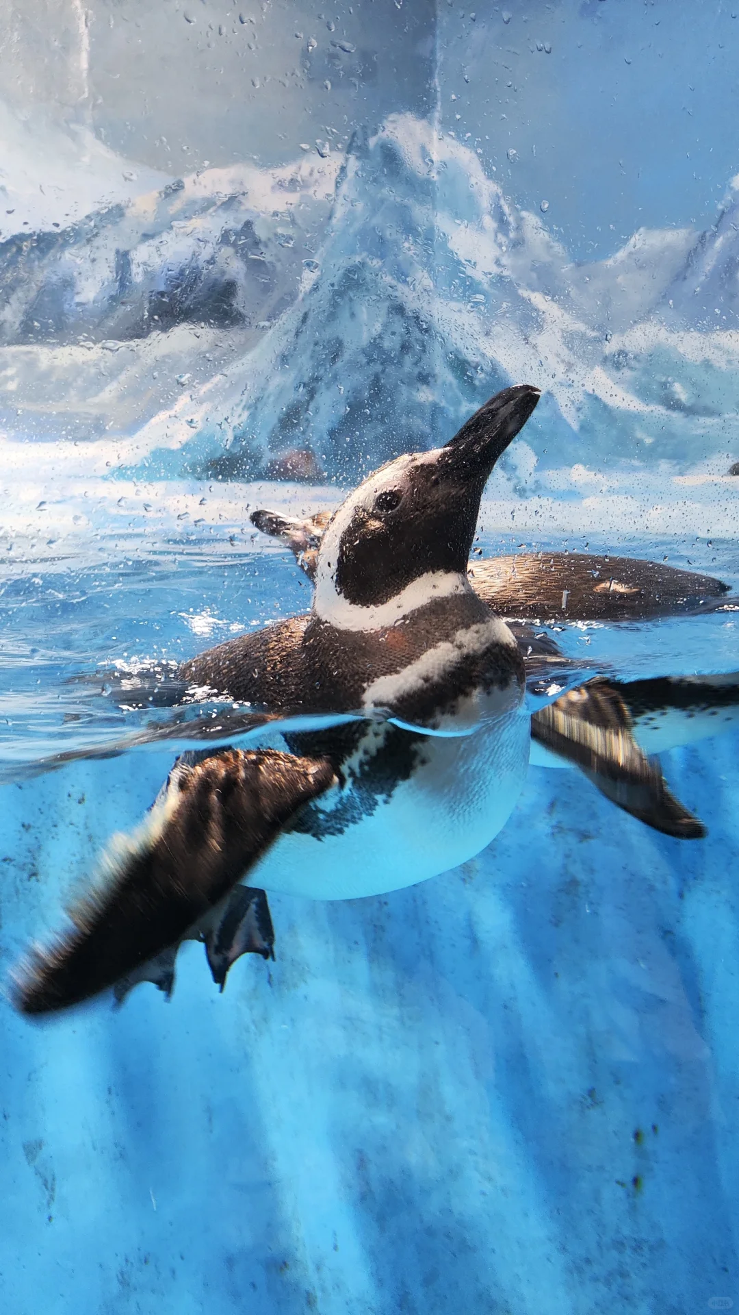 小梅沙海洋世界演出太绝了