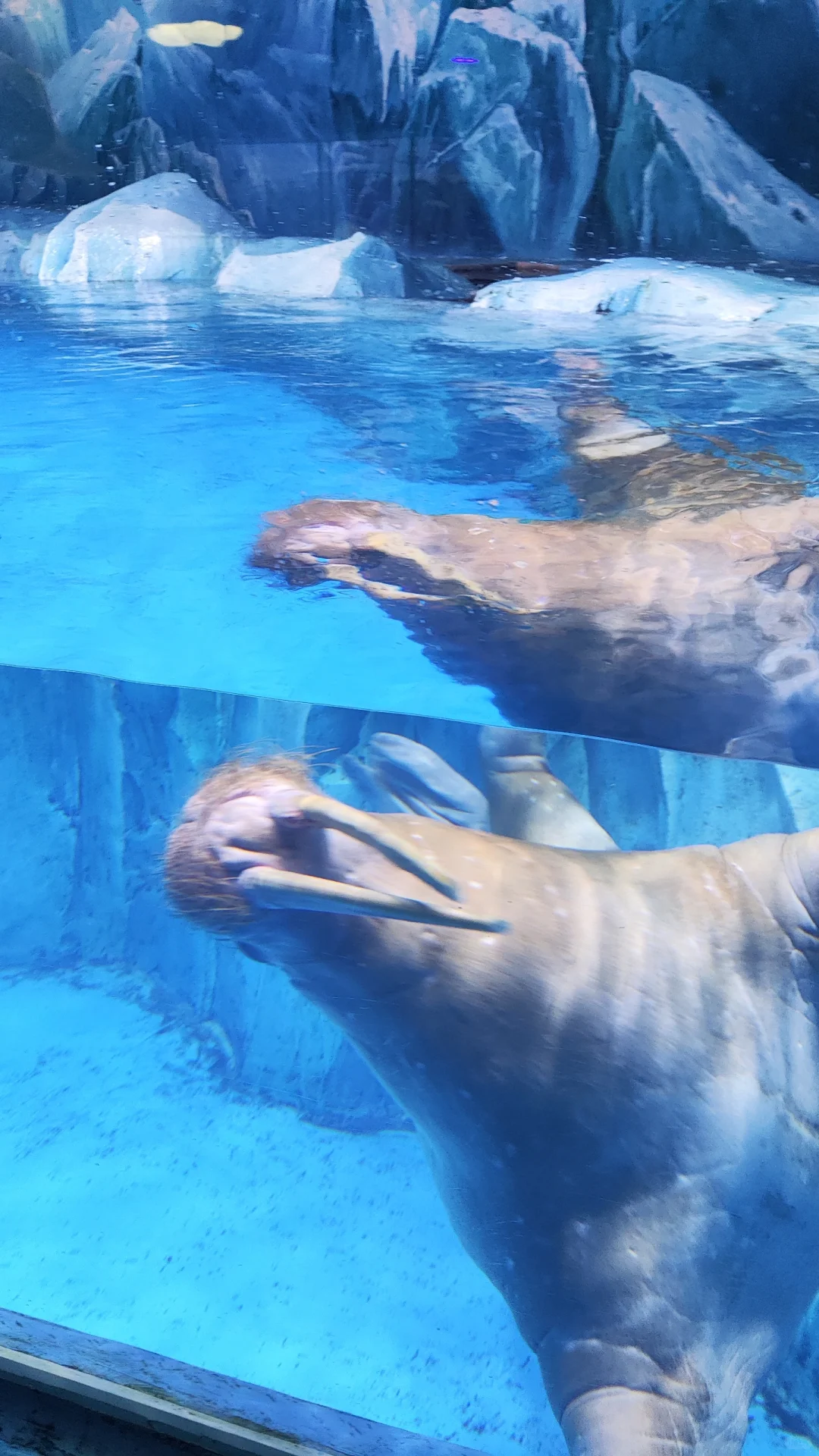 小梅沙海洋世界演出太绝了