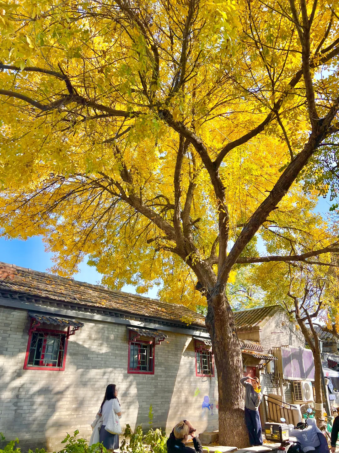 北京开始赏秋啦❗️附3⃣️条胡同赏秋路线🗺️