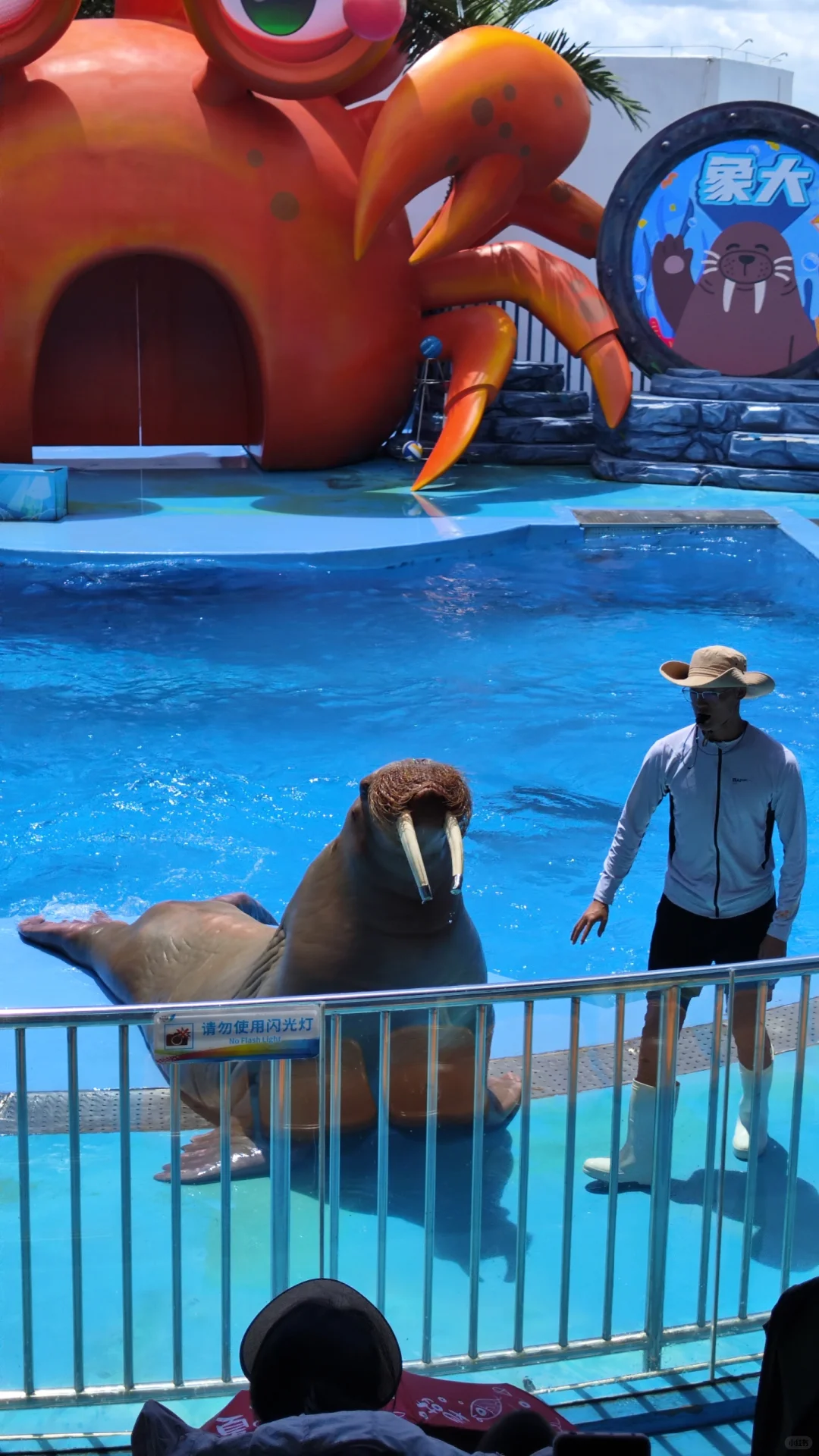 小梅沙海洋世界演出太绝了