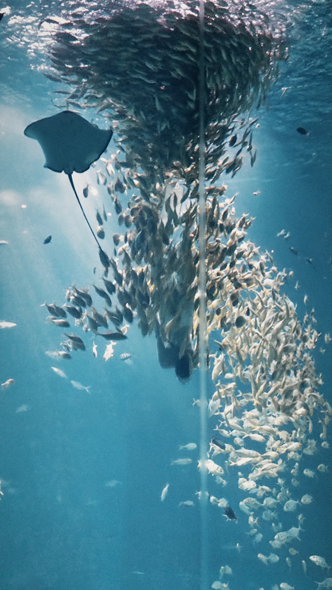 小梅沙海洋世界演出太绝了