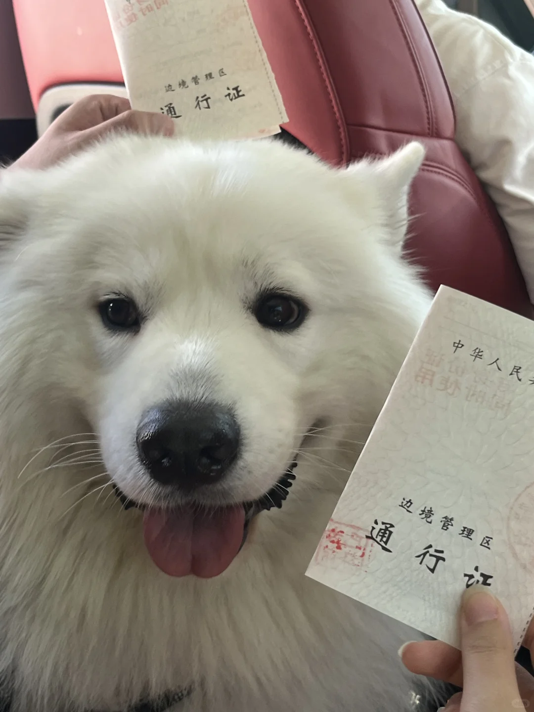 带小狗自驾新疆之喀纳斯白哈巴指南🏔
