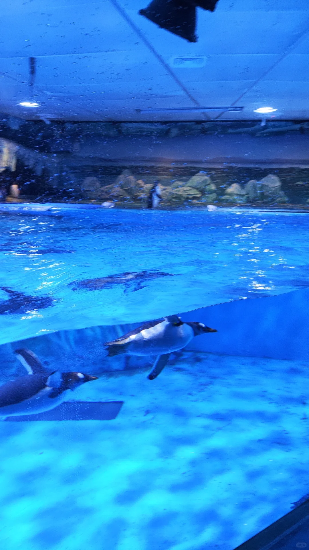 小梅沙海洋世界演出太绝了