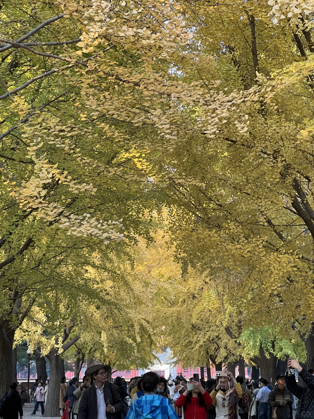 北京开始赏秋啦❗️附3⃣️条胡同赏秋路线🗺️