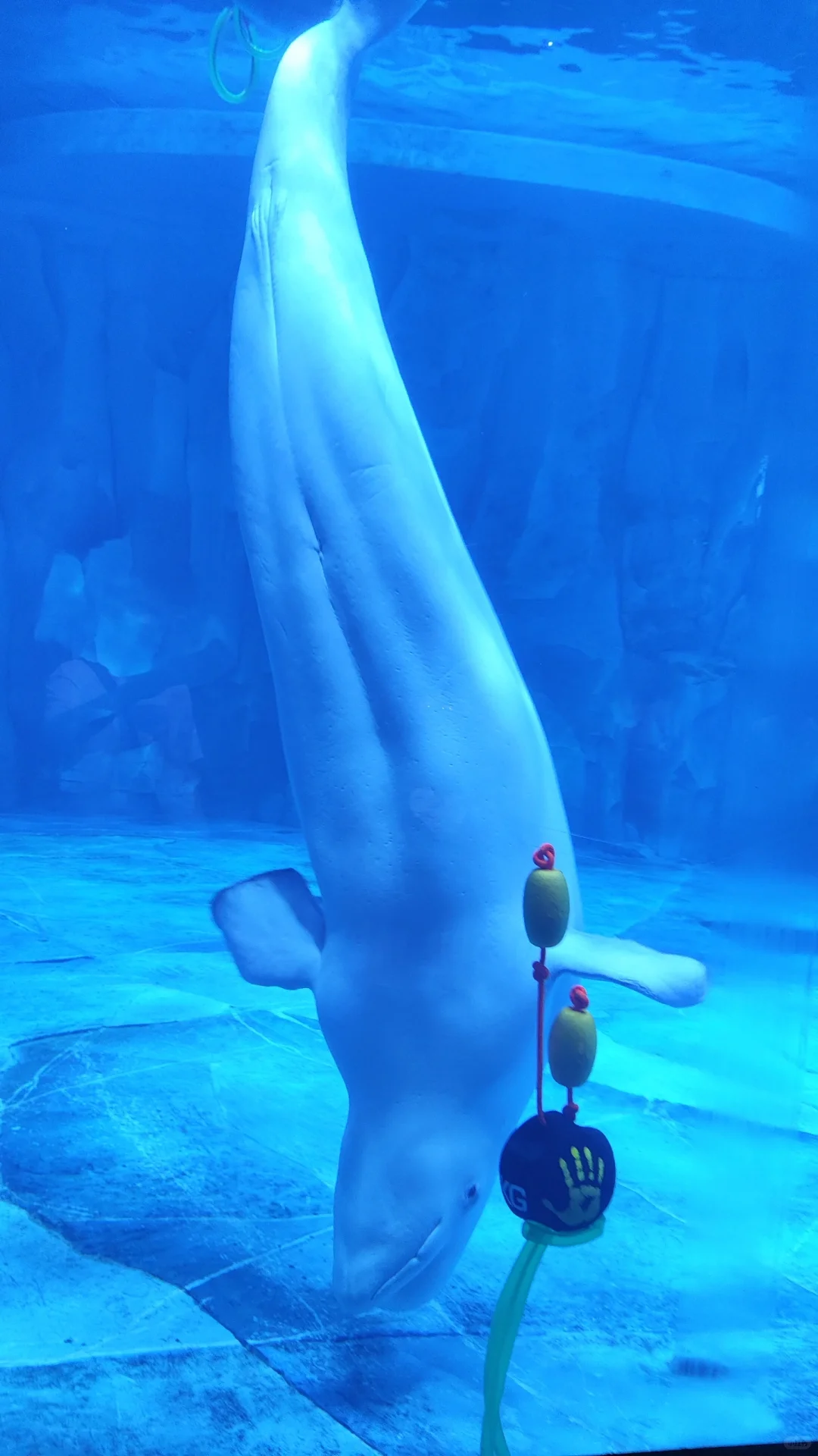 小梅沙海洋世界演出太绝了