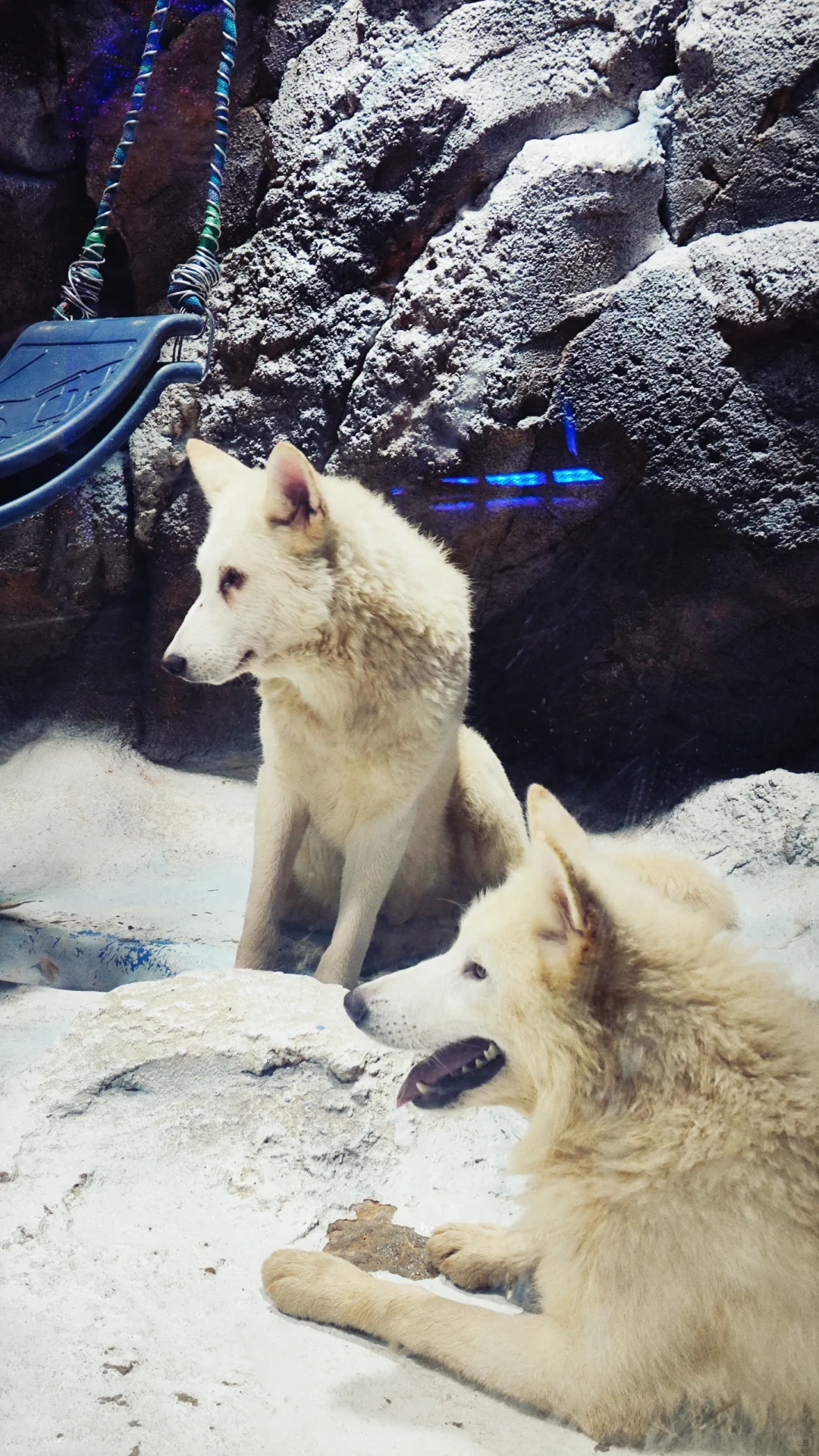 小梅沙海洋世界演出太绝了