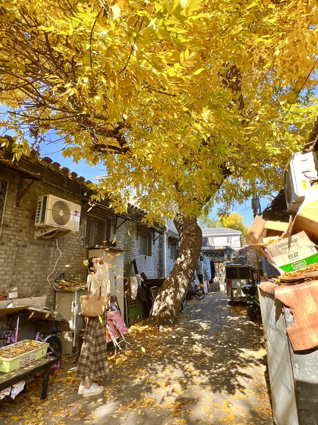 北京开始赏秋啦❗️附3⃣️条胡同赏秋路线🗺️