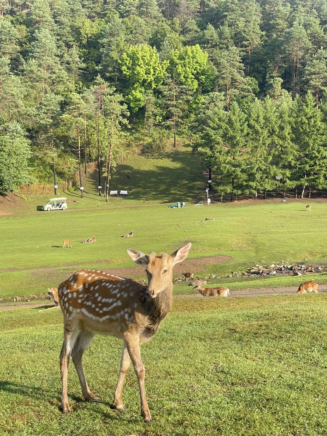 长春自驾伊春！真的太美了！东北自己的阿勒泰