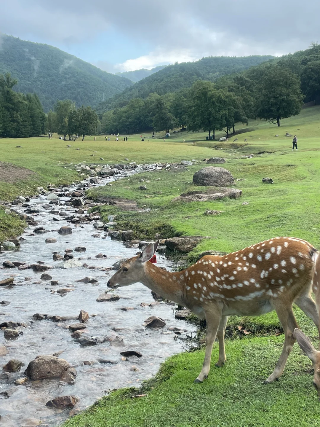 长春自驾伊春！真的太美了！东北自己的阿勒泰