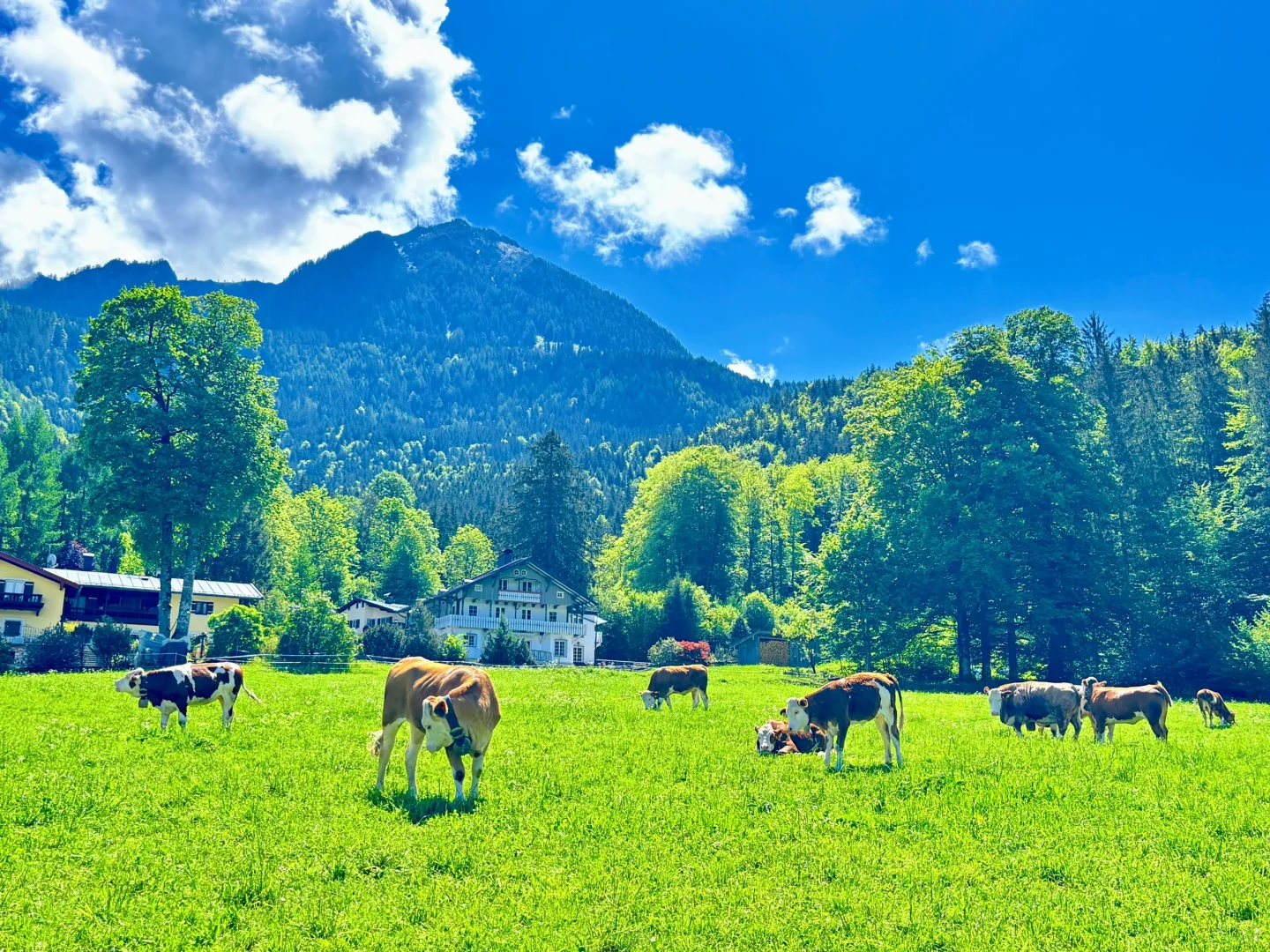 🇩🇪 误闯瑞士山水画‼️原来是国王湖⛰️