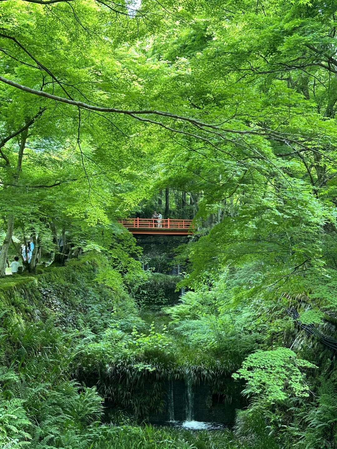 日本🇯🇵五日游全程无预约｜附精华攻略🌟