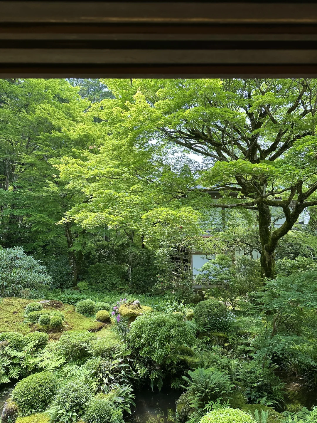 日本🇯🇵五日游全程无预约｜附精华攻略🌟