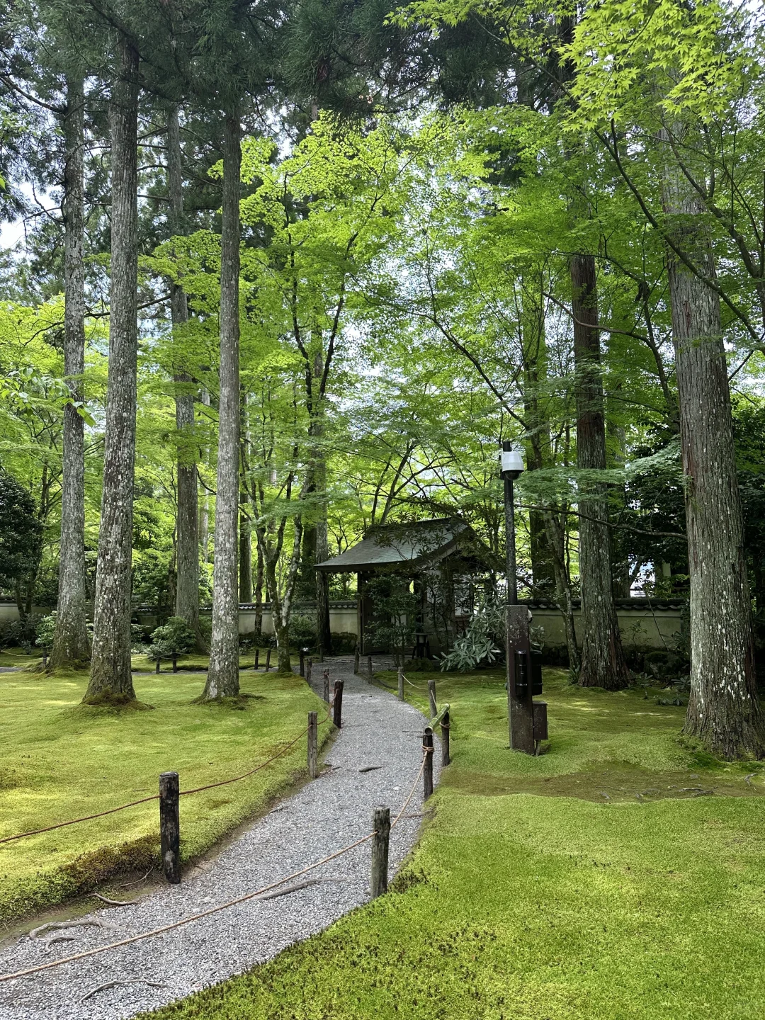 日本🇯🇵五日游全程无预约｜附精华攻略🌟