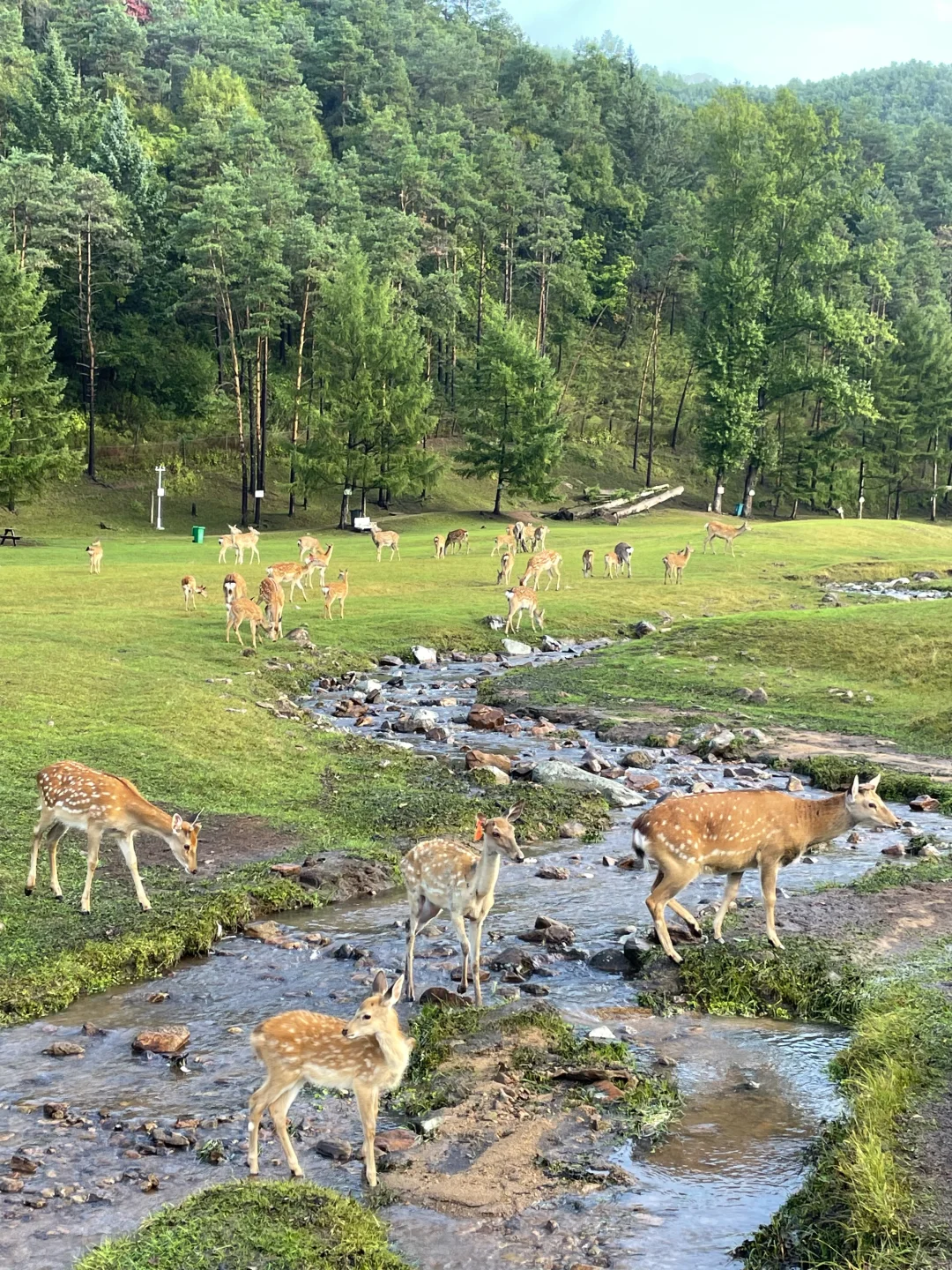 长春自驾伊春！真的太美了！东北自己的阿勒泰