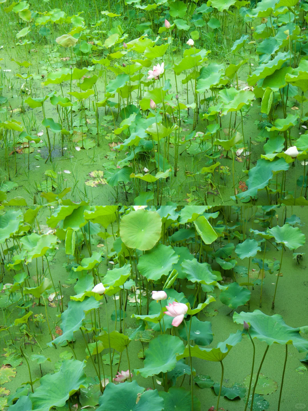 福州周边游|宁德古村落下雨也推荐去的地方！