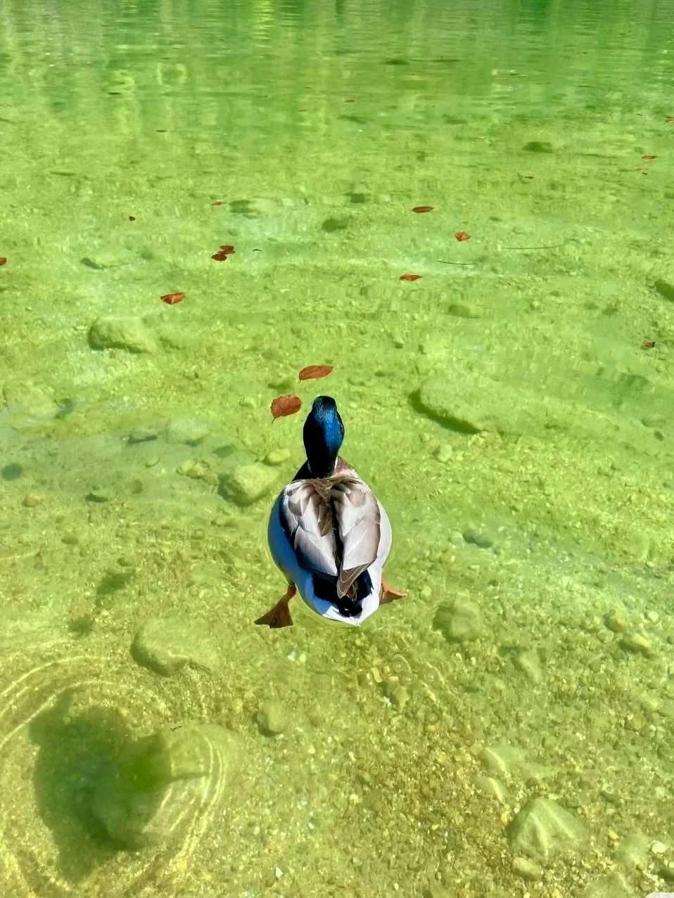🇩🇪 误闯瑞士山水画‼️原来是国王湖⛰️