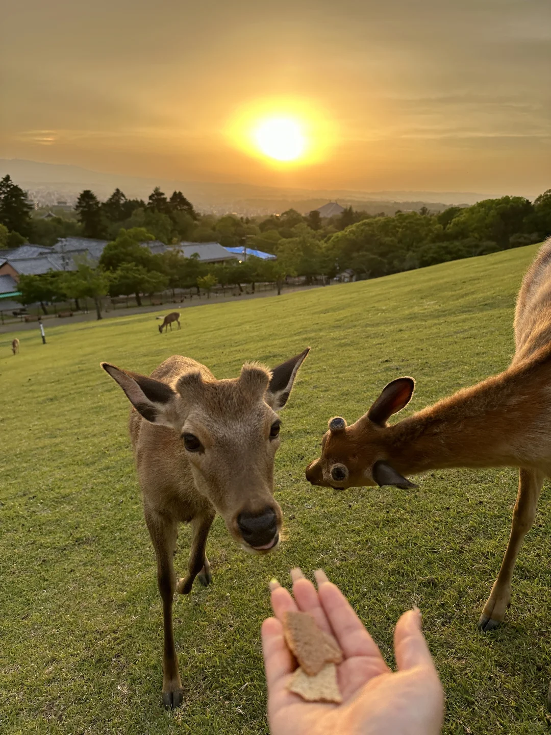 日本🇯🇵五日游全程无预约｜附精华攻略🌟