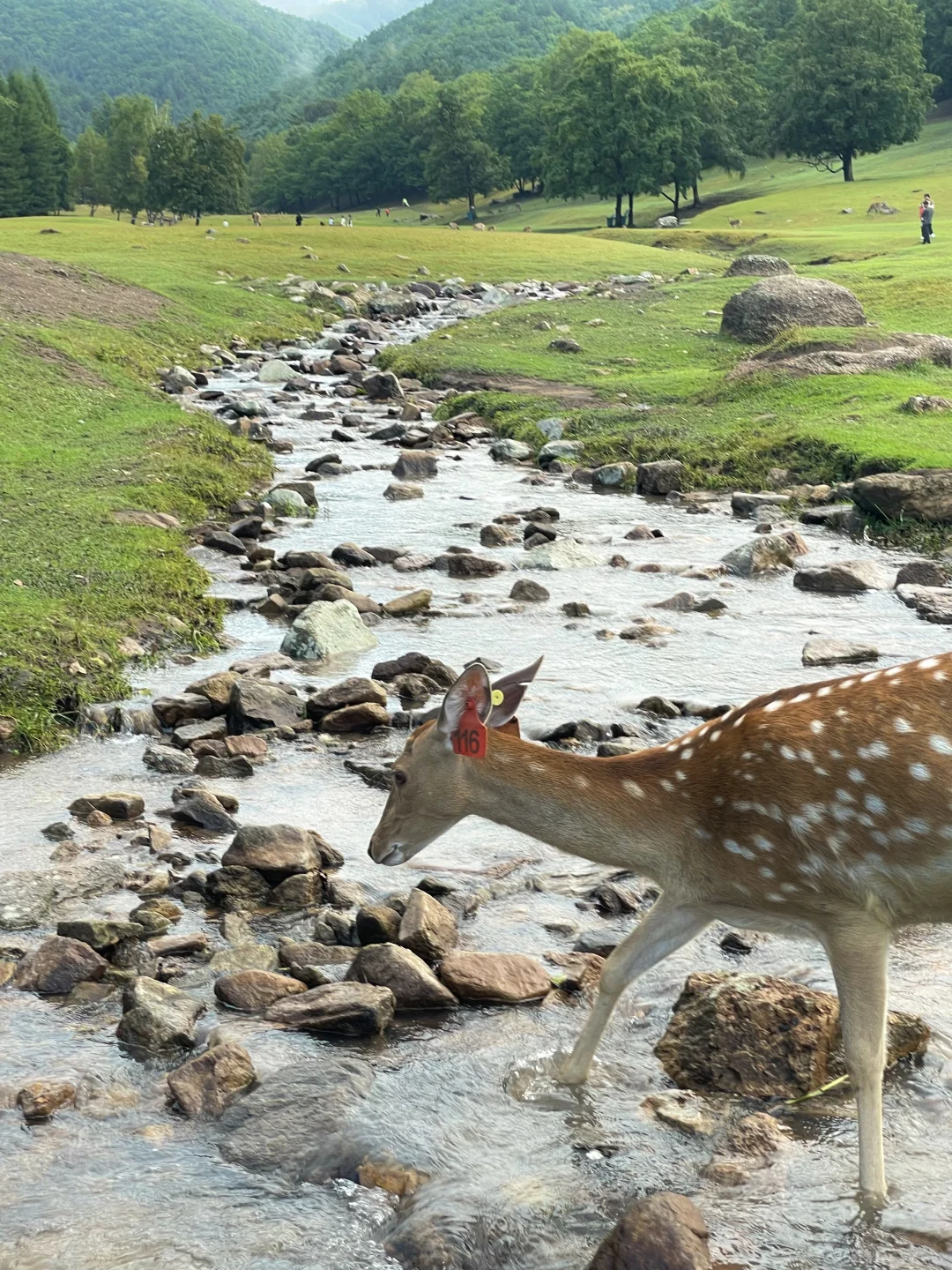 长春自驾伊春！真的太美了！东北自己的阿勒泰
