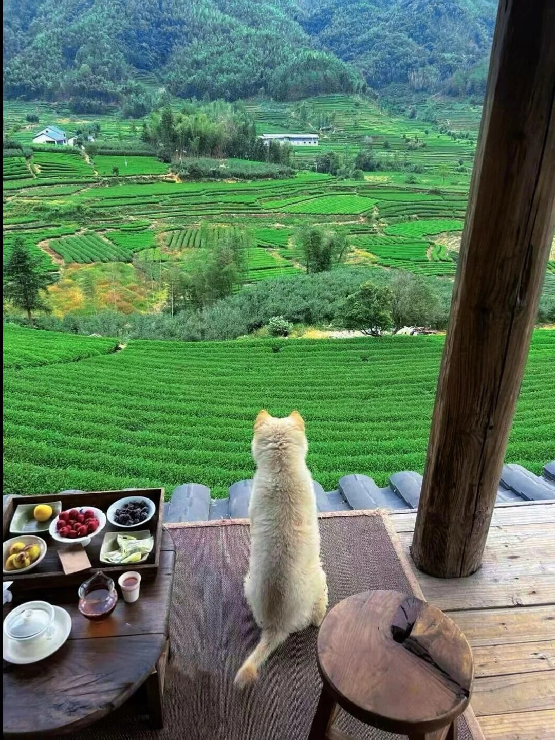 莫干山！！童话木屋➕私汤温泉♨️！内部776/3天