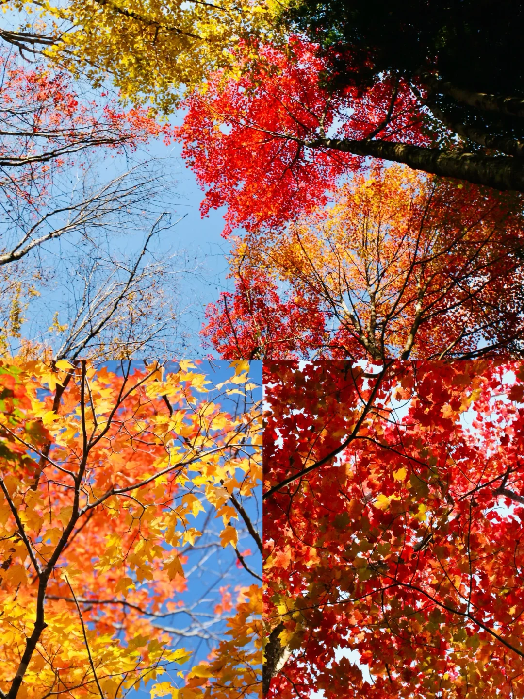 不要错过🍁美东赏枫赏秋必去绝美景点大总结