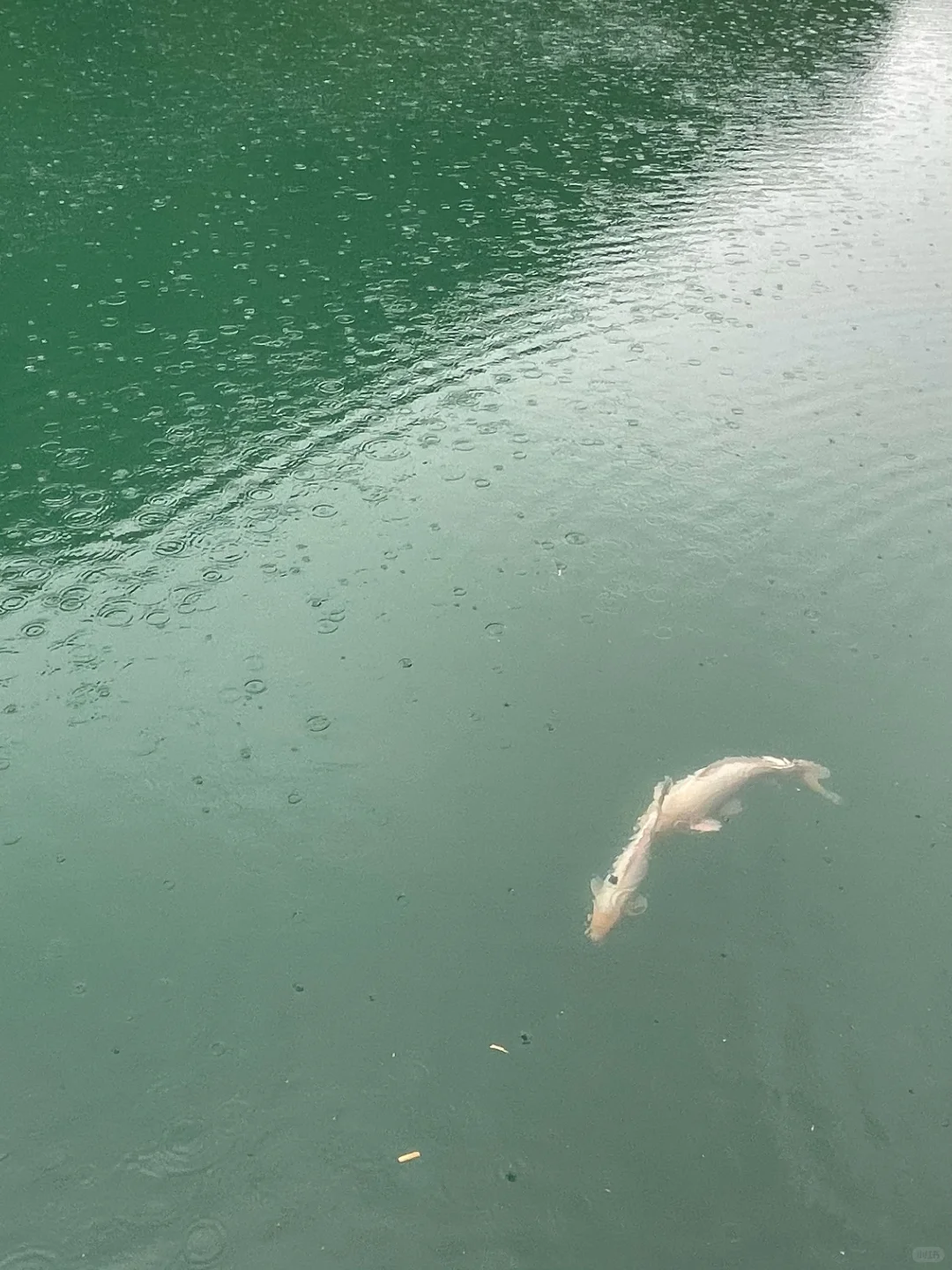 莫干山2天1夜｜0爬山+小众免费景点