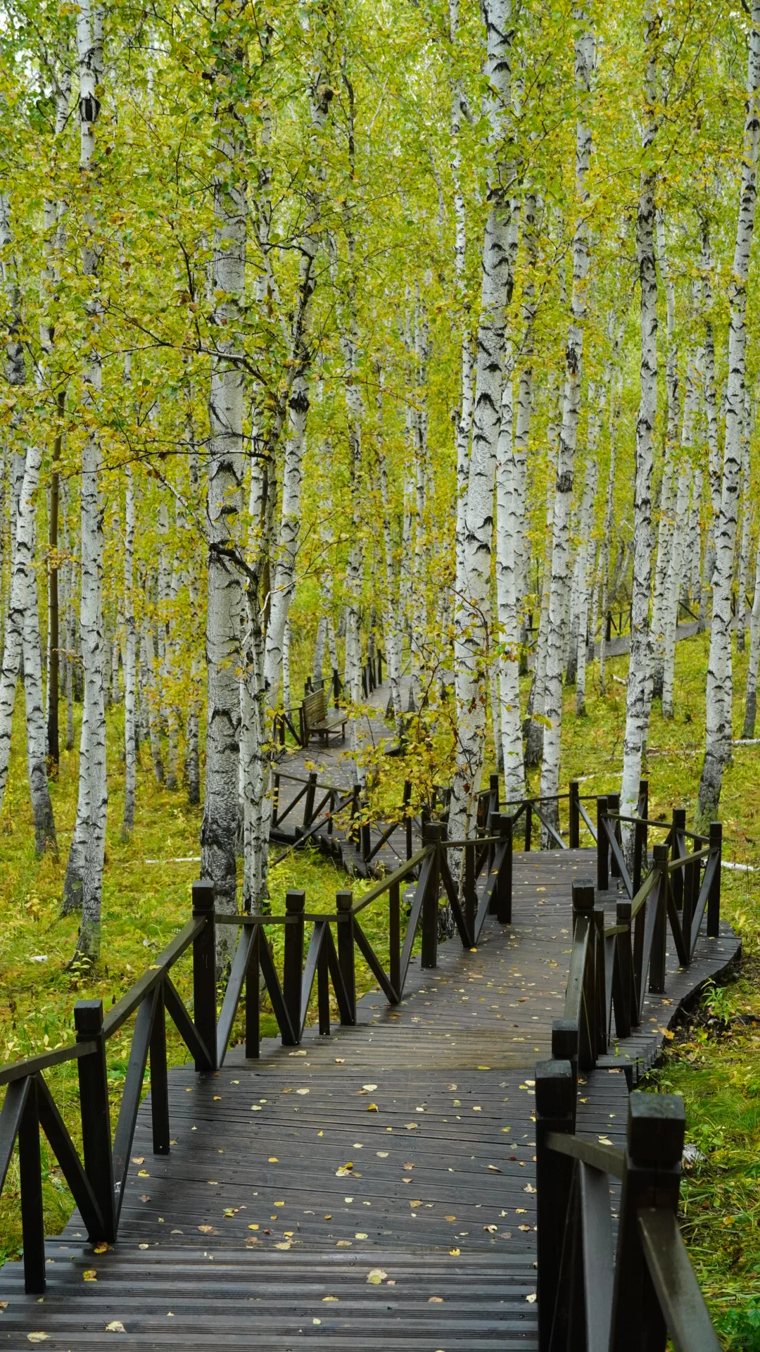 呼伦贝尔之白桦林景区