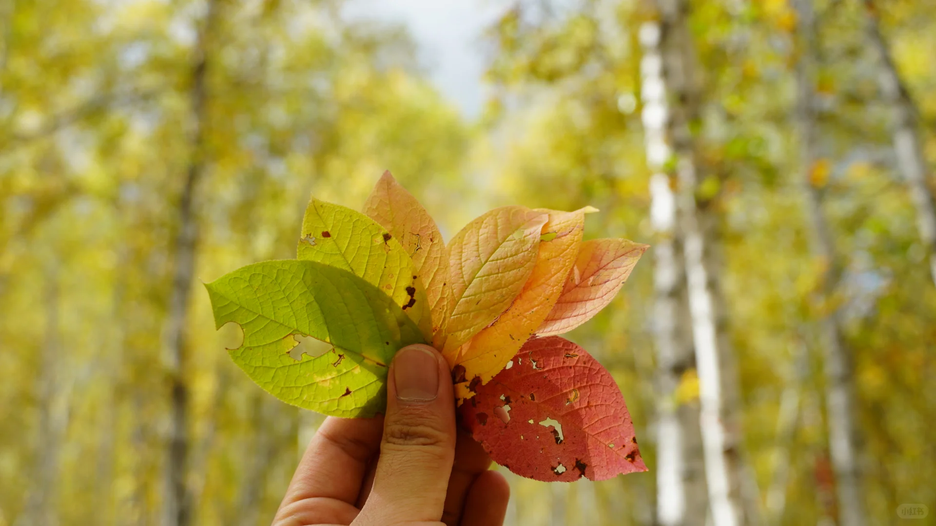 呼伦贝尔之白桦林景区