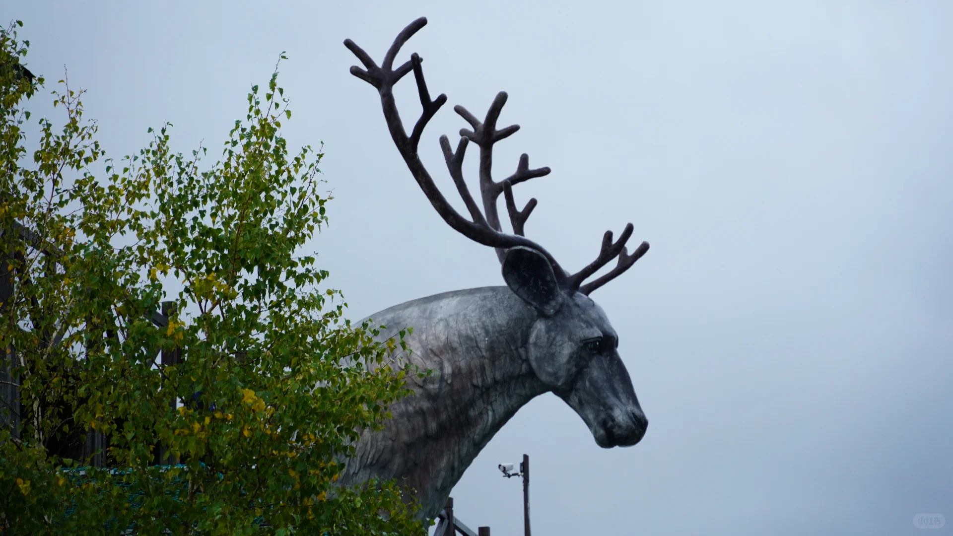 呼伦贝尔之白桦林景区