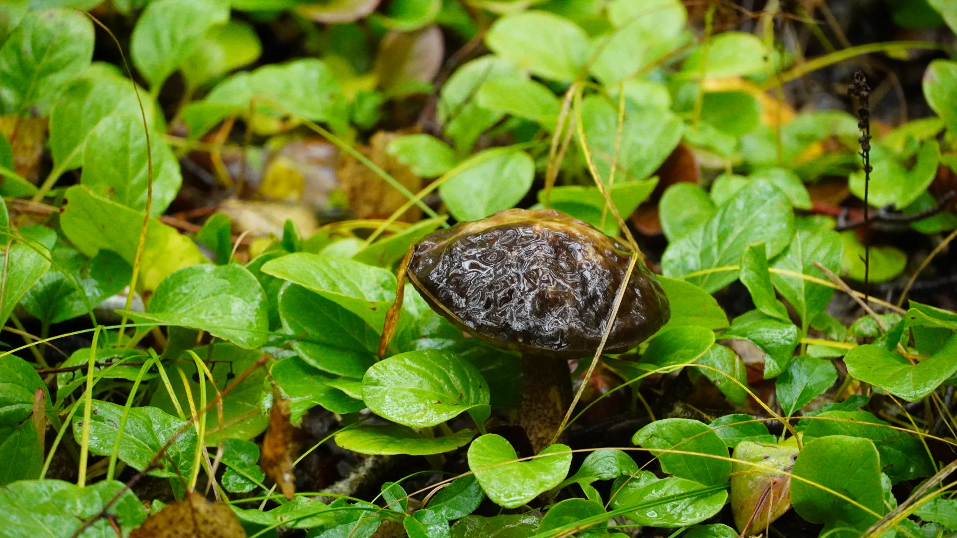 呼伦贝尔之白桦林景区