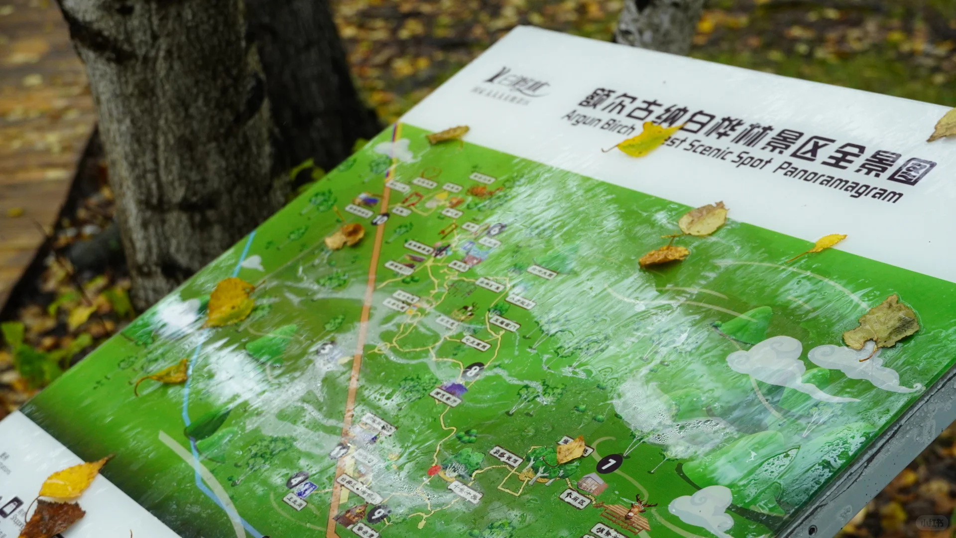 呼伦贝尔之白桦林景区