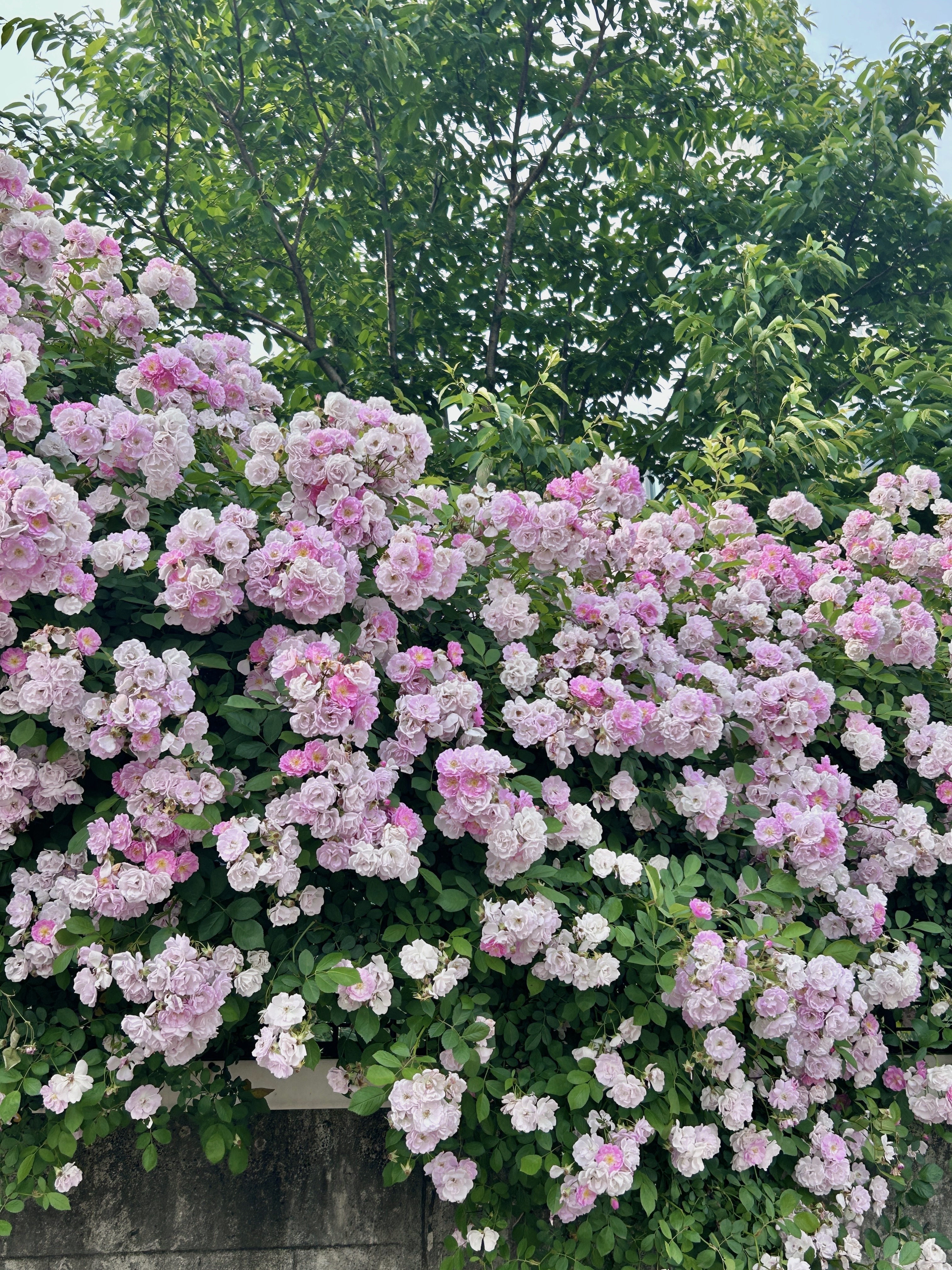 果然上海最好的地方都是免费的。。。。。