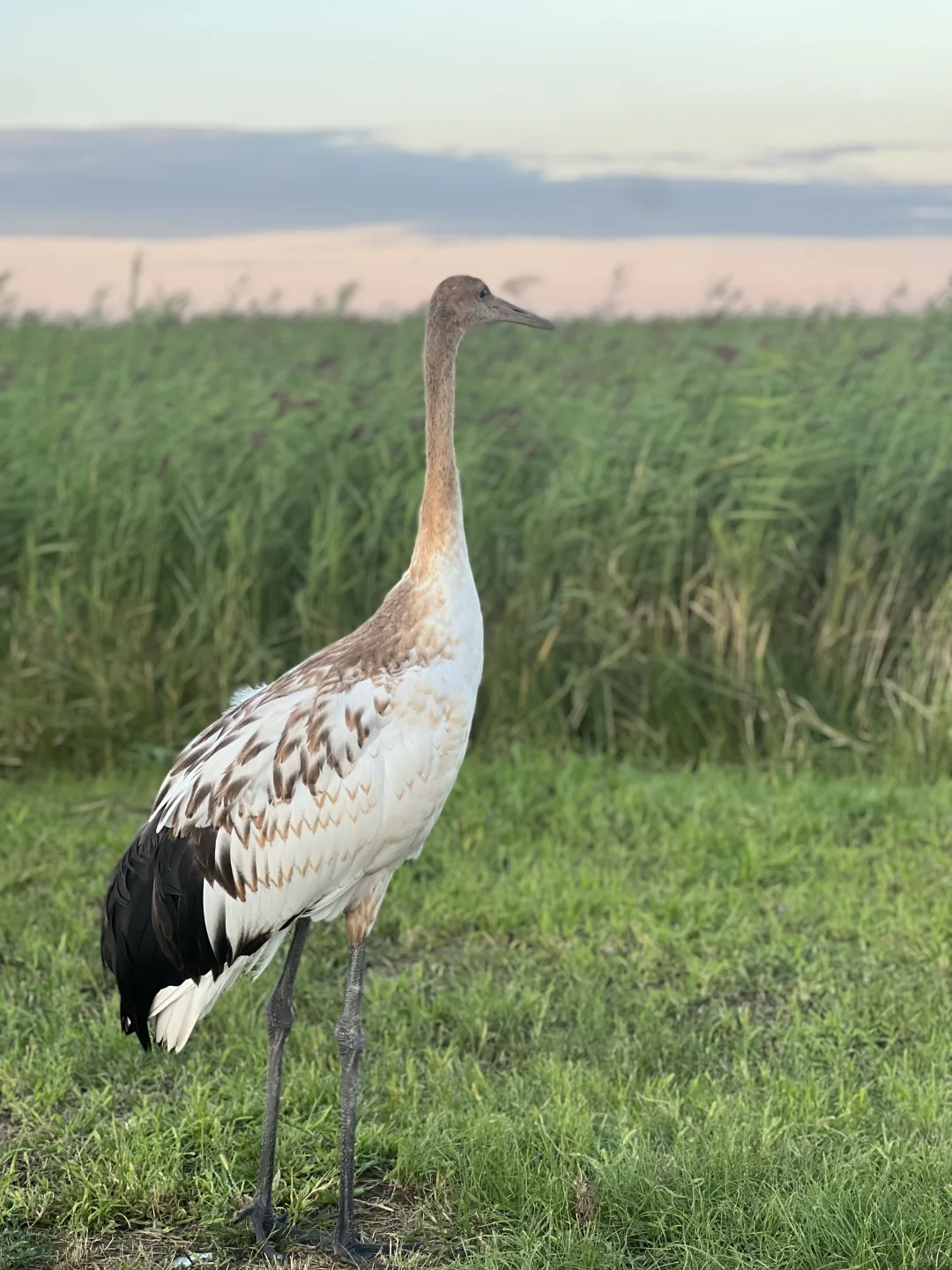 住扎龙景区，是齐齐哈尔之行最正确的决定