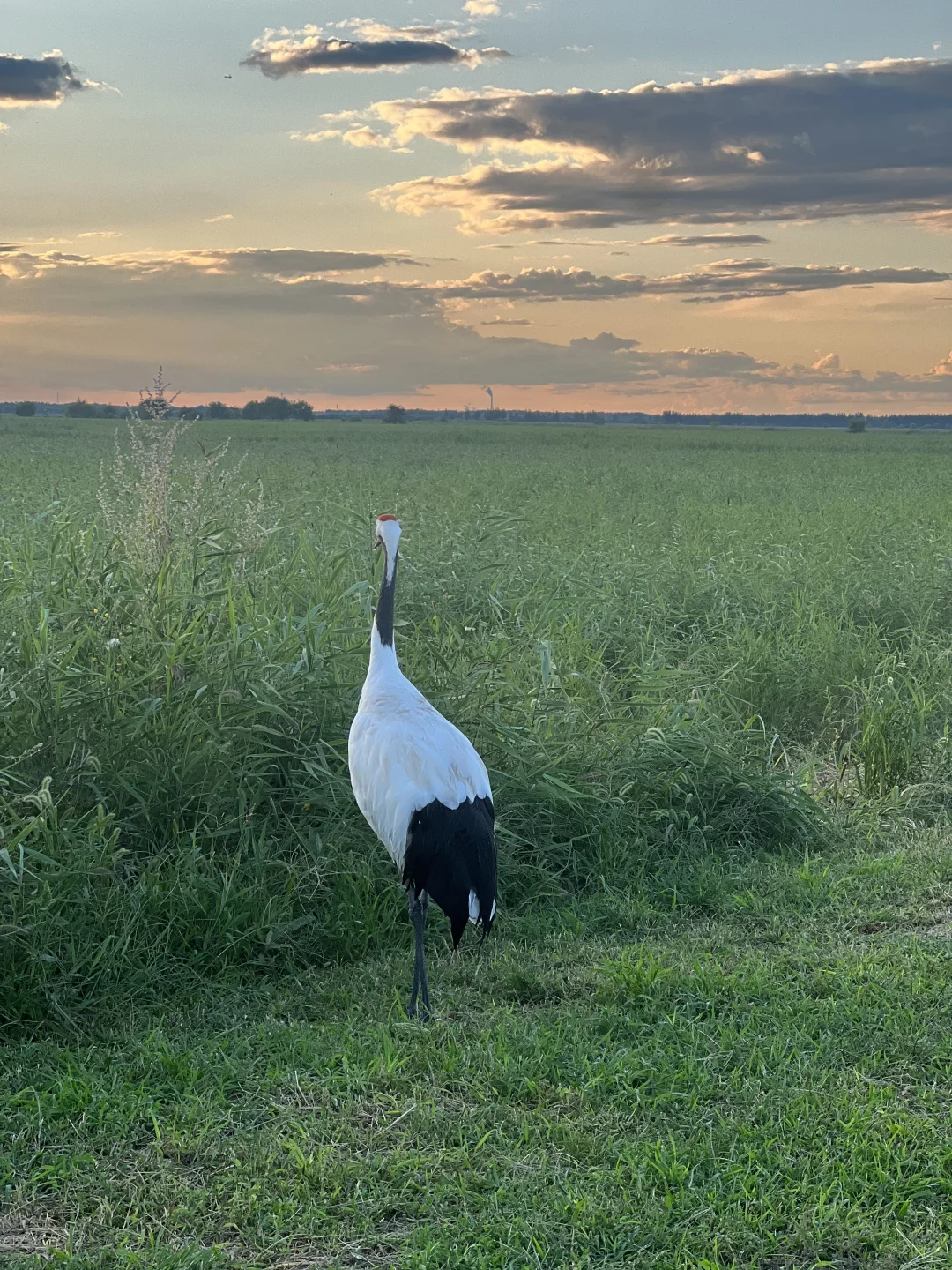 住扎龙景区，是齐齐哈尔之行最正确的决定