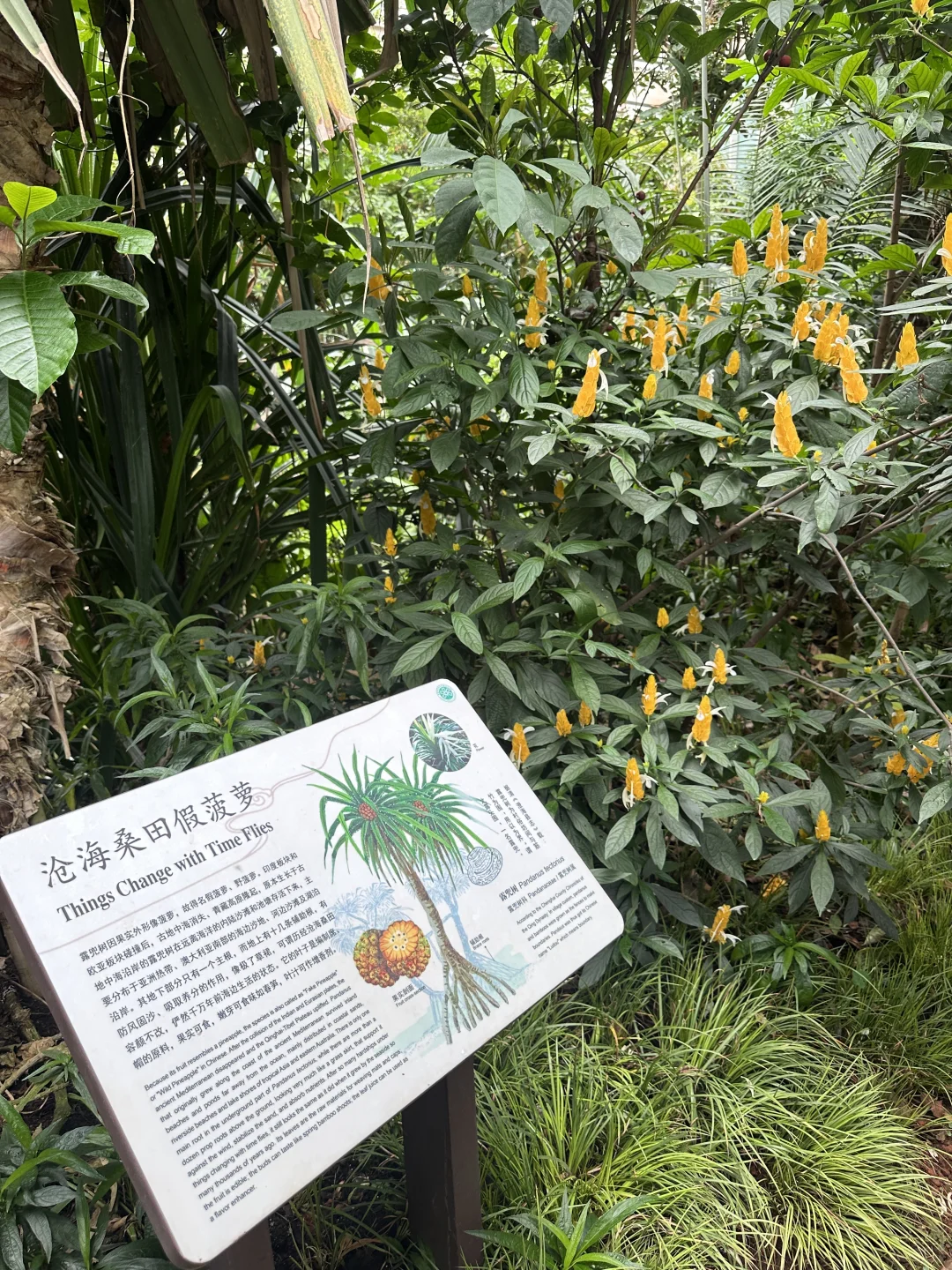 🌳昆明植物园扶荔宫 |昆明旅游必来景点❗