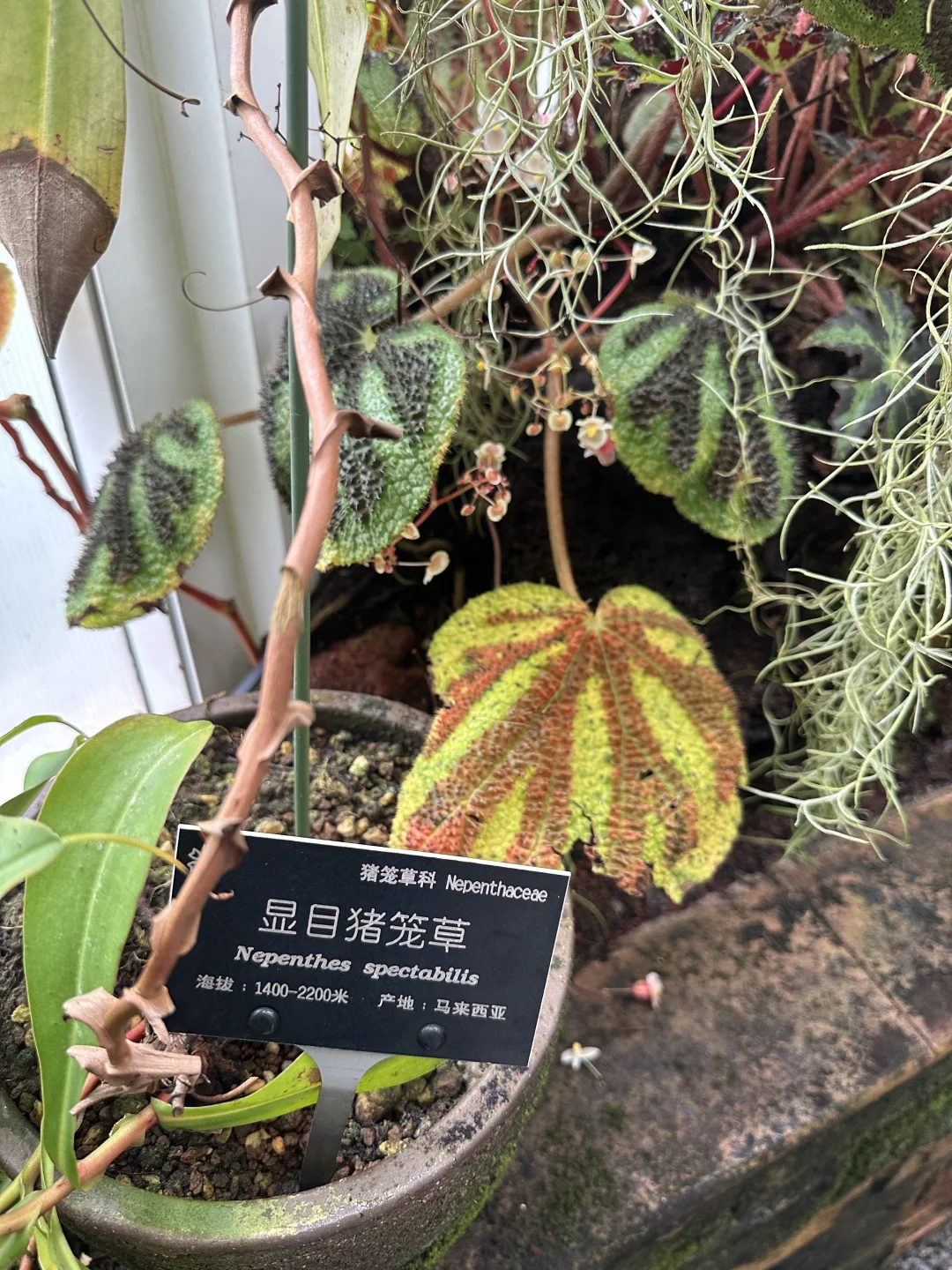 🌳昆明植物园扶荔宫 |昆明旅游必来景点❗