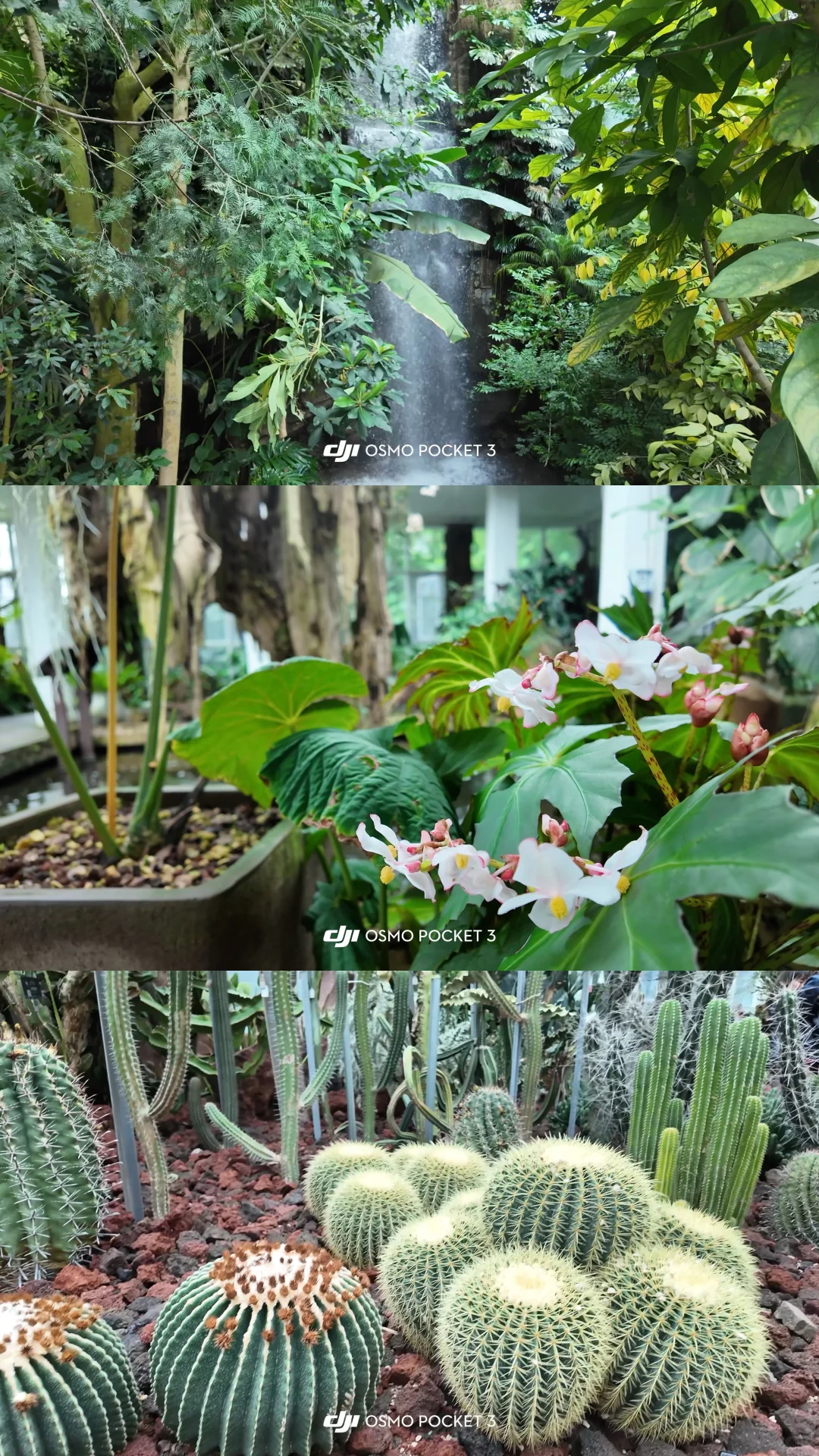 🌳昆明植物园扶荔宫 |昆明旅游必来景点❗