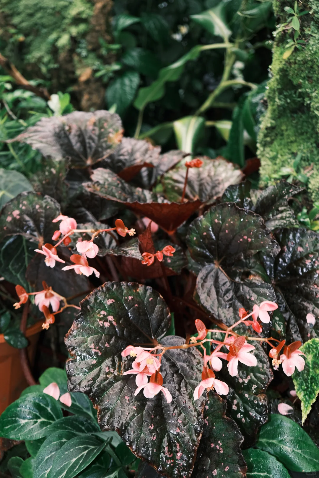 🌳昆明植物园扶荔宫 |昆明旅游必来景点❗