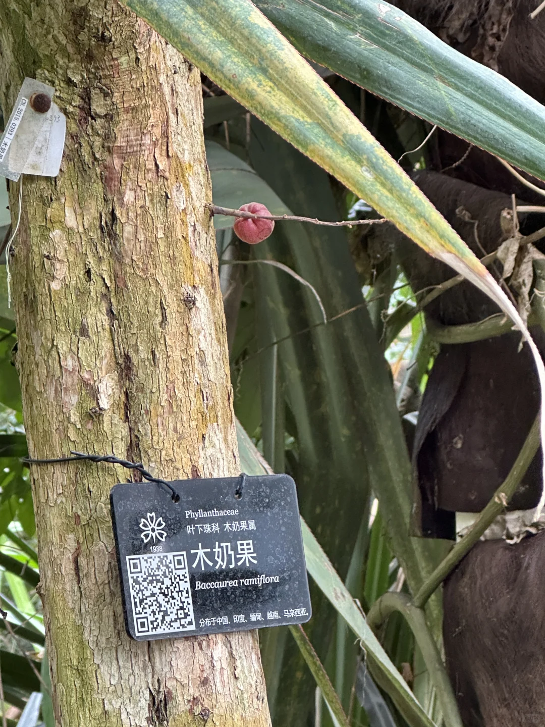 🌳昆明植物园扶荔宫 |昆明旅游必来景点❗