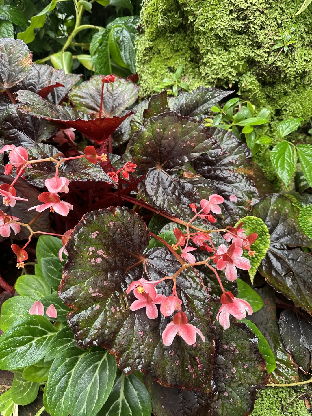 🌳昆明植物园扶荔宫 |昆明旅游必来景点❗