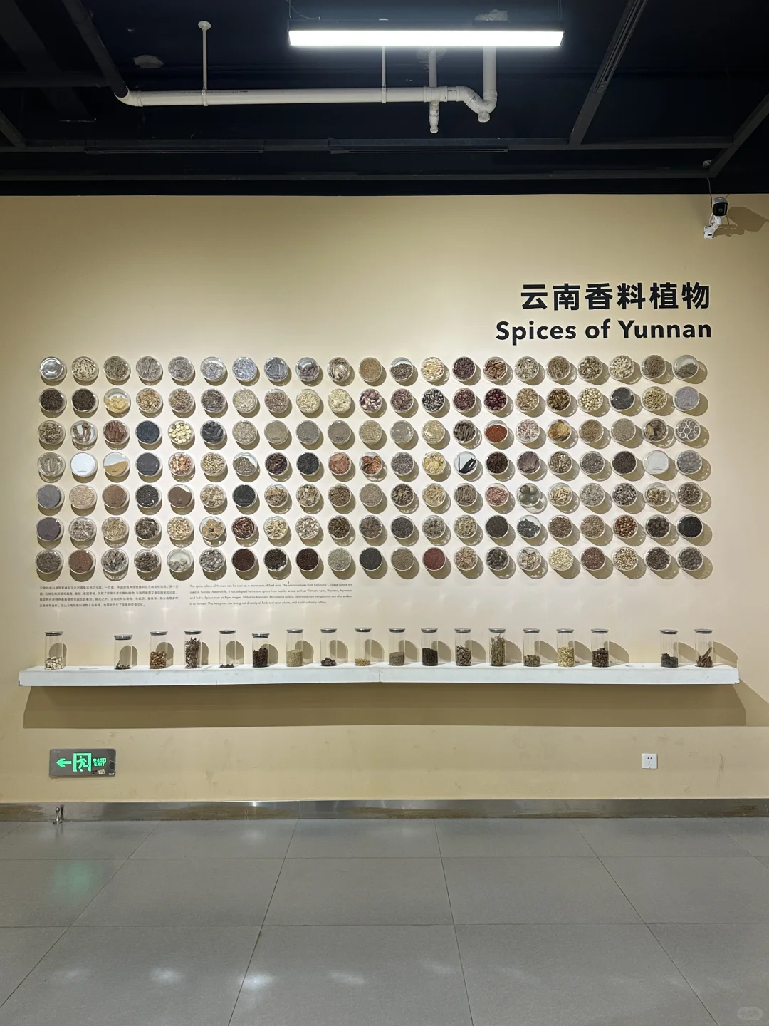 🌳昆明植物园扶荔宫 |昆明旅游必来景点❗